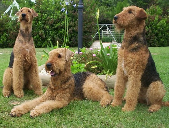 Airedale terrier photo